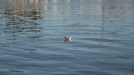 frame filling view of seagull swimming in calm ocean