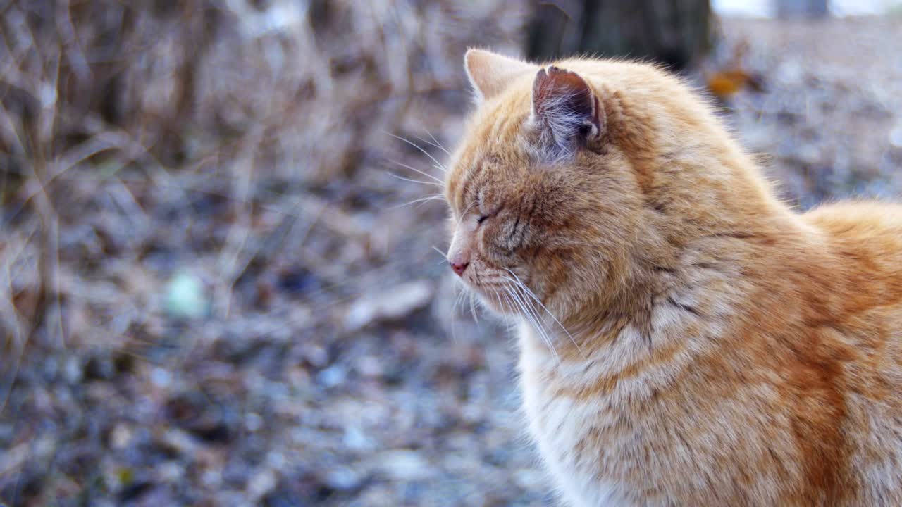 Gatto rosso randagio per strada in un parco invernale. Simpatico gatto di città.