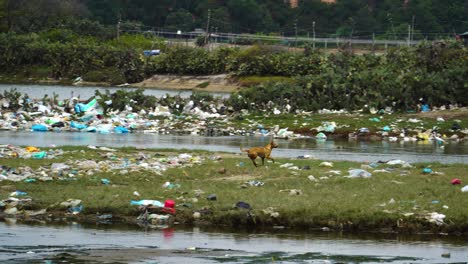 tracking shot of dog running on wasted and polluted ocean shore and beach in vietnam.