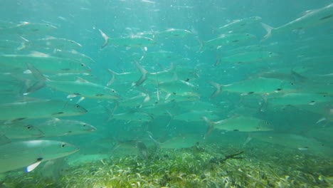 Escuela-De-Macabí-Nadando-Bajo-El-Agua-En-Un-Océano-Azul-Claro