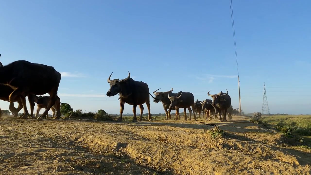 Bella ripresa dal basso di maestosi bufali che camminano su una strada polverosa dell'Asia meridionale.
