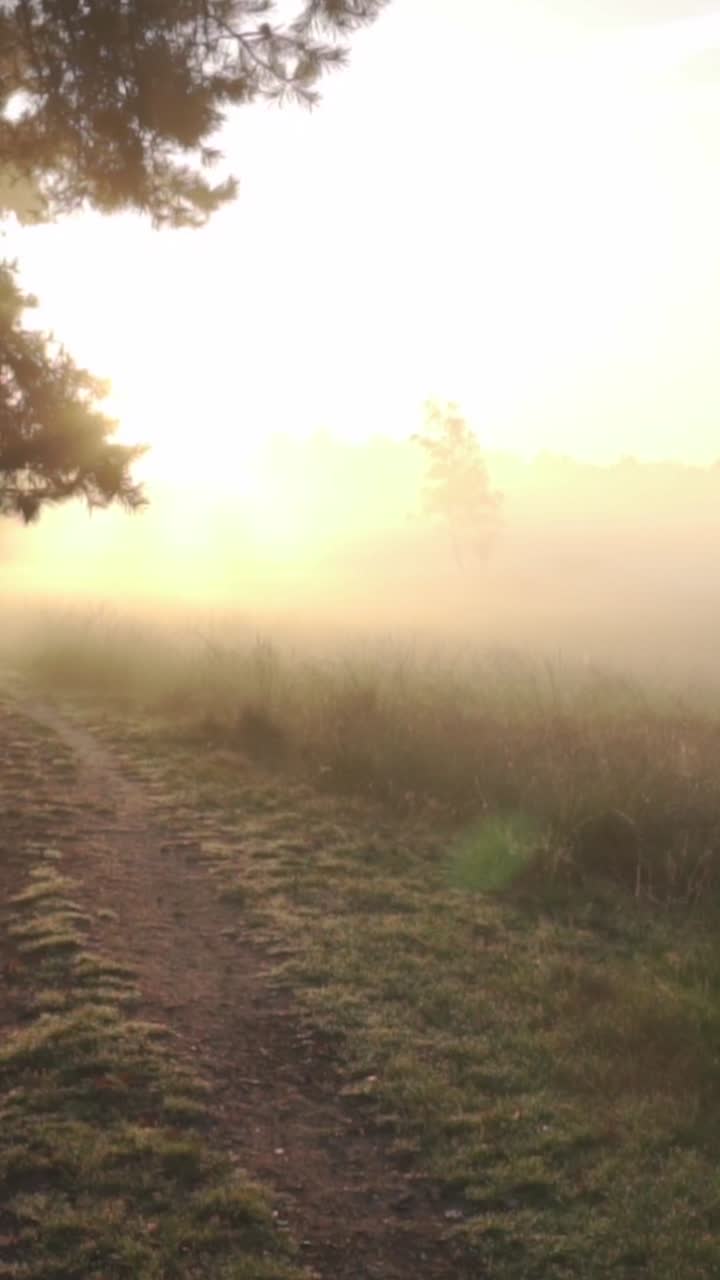camino de la mañana brumosa en el bosque