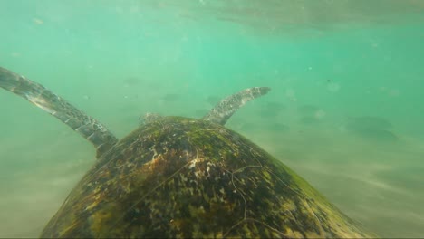 Slow-motion-GoPro-POV-shot-of-turtle-swimming-in-channel-bay-inlet-with-fish-ocean-marine-animal-shell-tortoise-Hikkaduwa-Sri-Lanka-travel-tourism-Asia