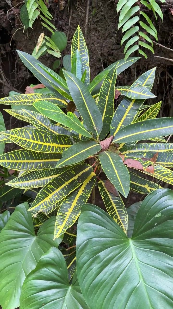 Primo piano di foglie vibranti di Croton e Filodendro in un giardino tropicale.