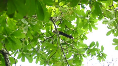 exotic bird with long tail feathers, on a tree branch, in a panama tropical forest