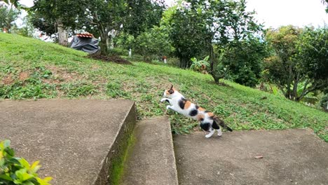 un gato enérgico sube las escaleras y corre