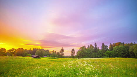 wildflowers in the meadow with colorful sky at summer