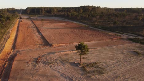 árbol solitario en medio del campo, vista aérea en órbita