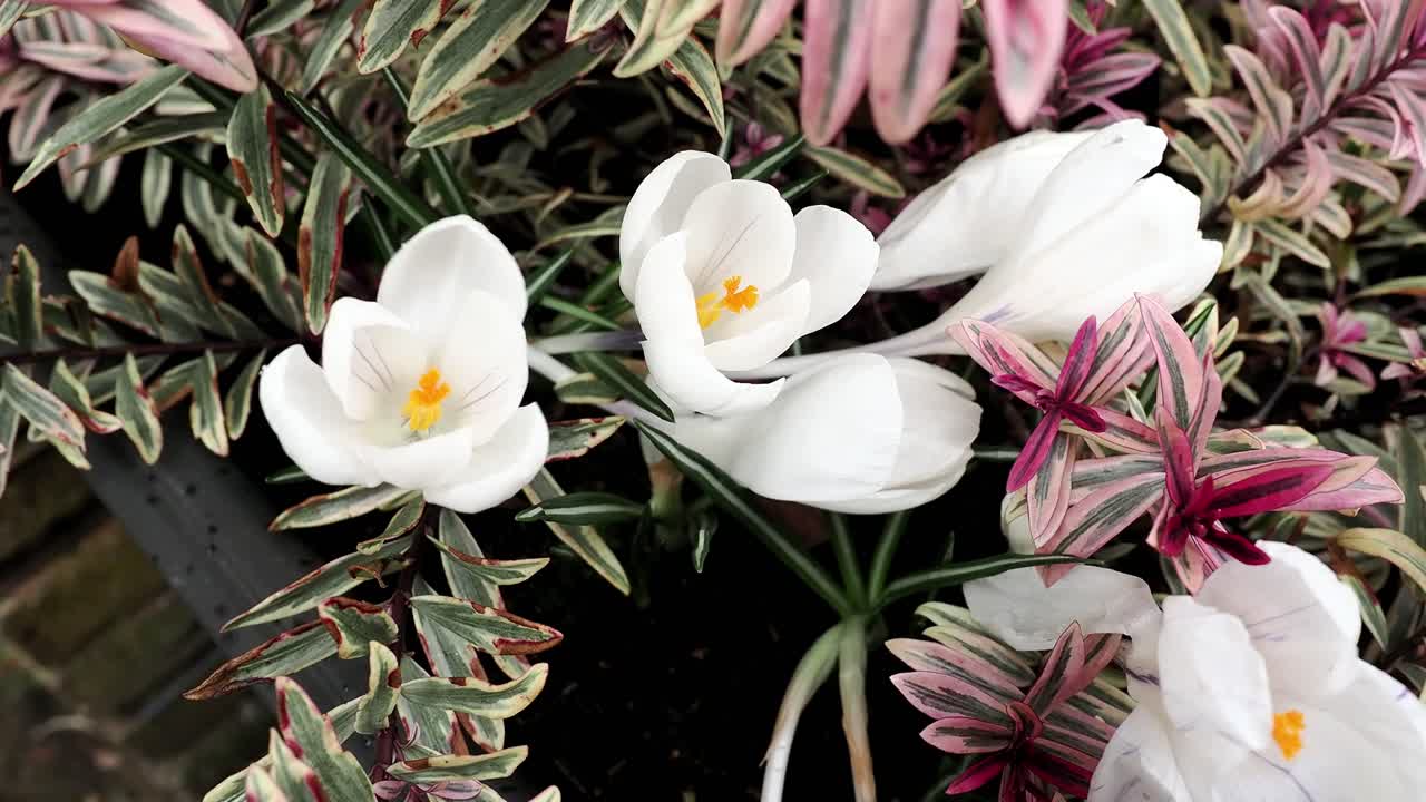 Primi fiori primaverili di crochi bianchi Jeanne d’Arc che crescono con hebe variegata in un giardino