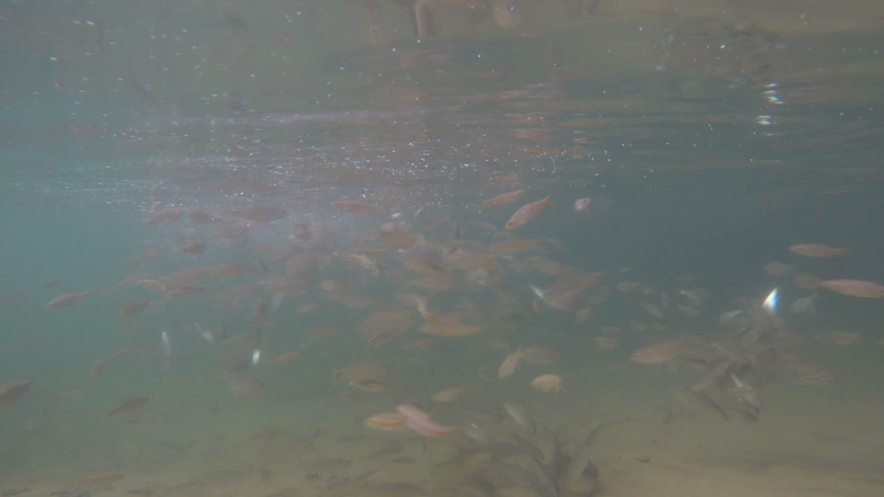 물고기 무리 gopro 4k의 수중 촬영