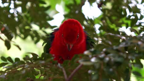 wild moluccan king parrot with striking plumage, roosting and dwelling under the forest canopy, shake and fluff up its feathers and staring at the camera, close up shot