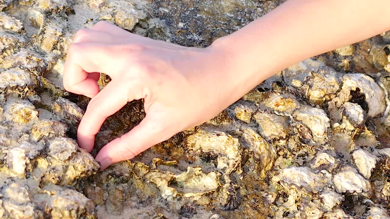 Close-up of a hand picking shellfish from a rocky surface, focusing on detailed textures and movements.
