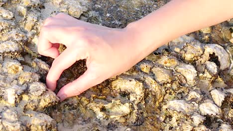 close-up of a hand picking shellfish from a rocky surface, focusing on detailed textures and movements.