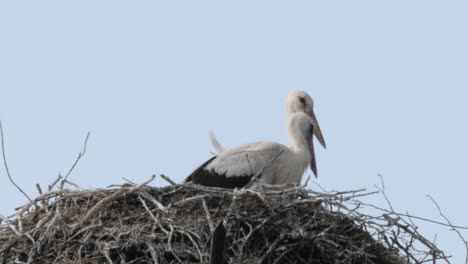 two storks sitting in their nest on a windy but sunny day, close up