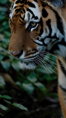 tiger in the forest