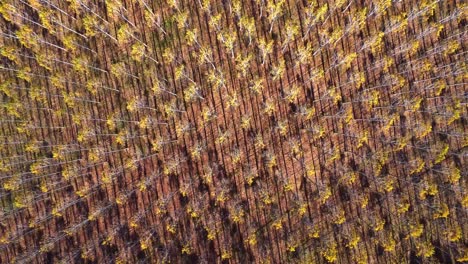 vista panorámica de drones de filas de árboles que crecen en el campo a la luz del sol