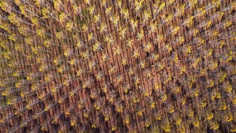 scenic drone view of rows of trees growing in countryside in sunlight