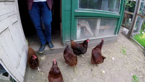 man feeding a hens 4k