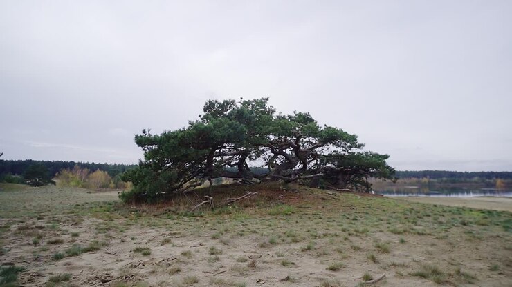 Time lapse: Bellissimo albero che cresce al centro del paesaggio di dune