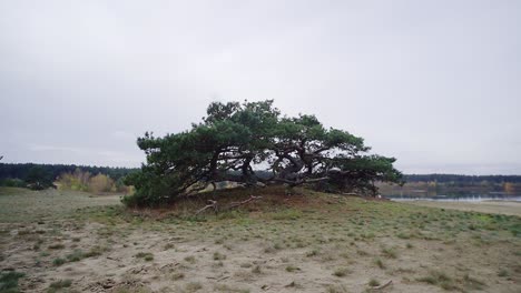 Zeitraffer:-Wunderschöner-Baum,-Der-Mitten-In-Der-Dünenlandschaft-Wächst