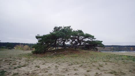 lapso de tiempo: hermoso árbol creciendo en el medio de las dunas vista del paisaje