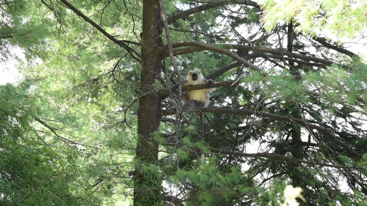 Langur grigio del Kashmir su un albero sull'Himalaya
