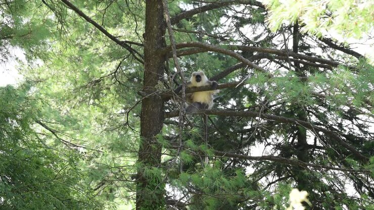 Langur grigio del Kashmir su un albero sull'Himalaya