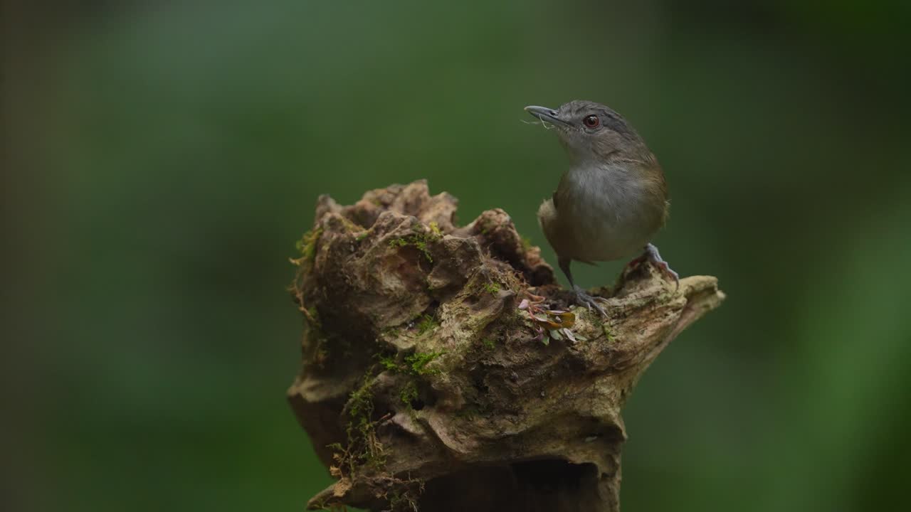 Small Bird Perched on Mossy Tree Trunk