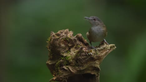 small bird perched on mossy tree trunk