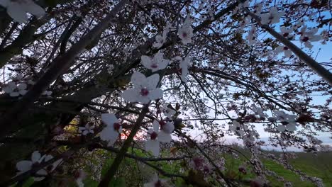 Blühender-Kirschbaum-Im-Vordergrund-Mit-Sonnenuntergang-Im-Hintergrund