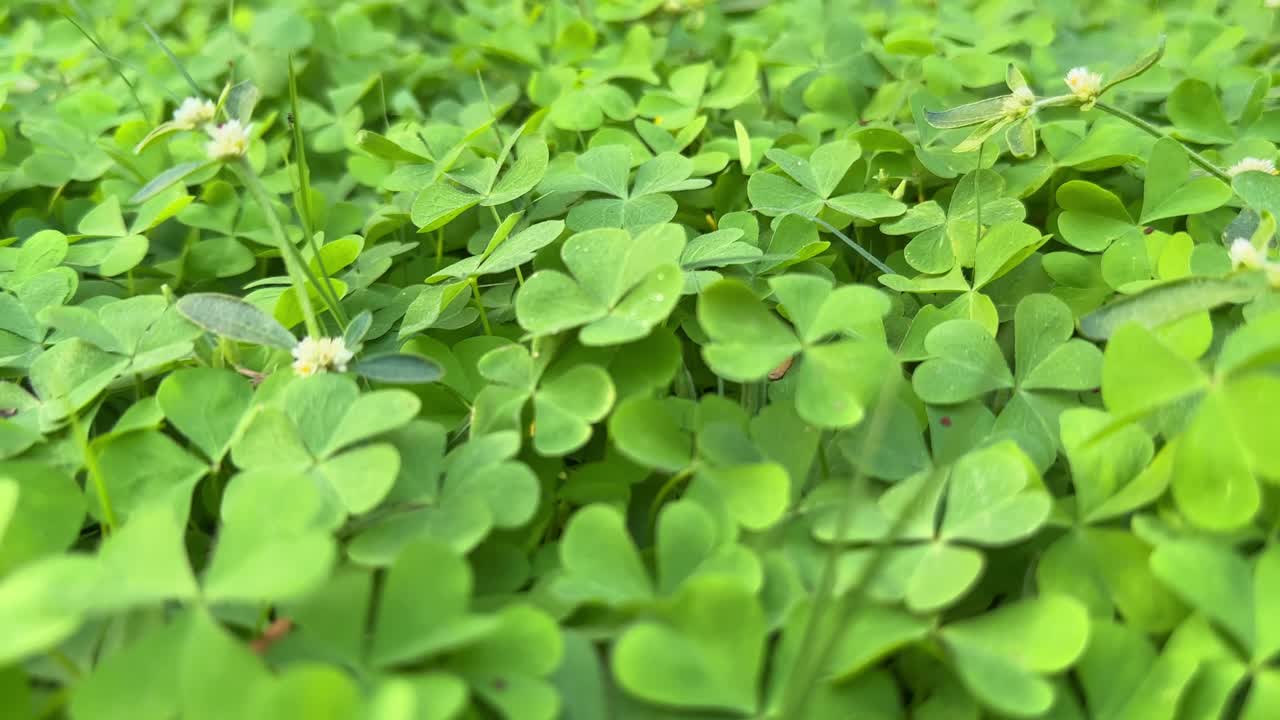 Wood sorrel on the ground in the forest