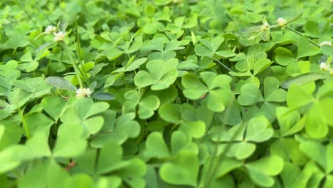 wood sorrel on the ground in the forest
