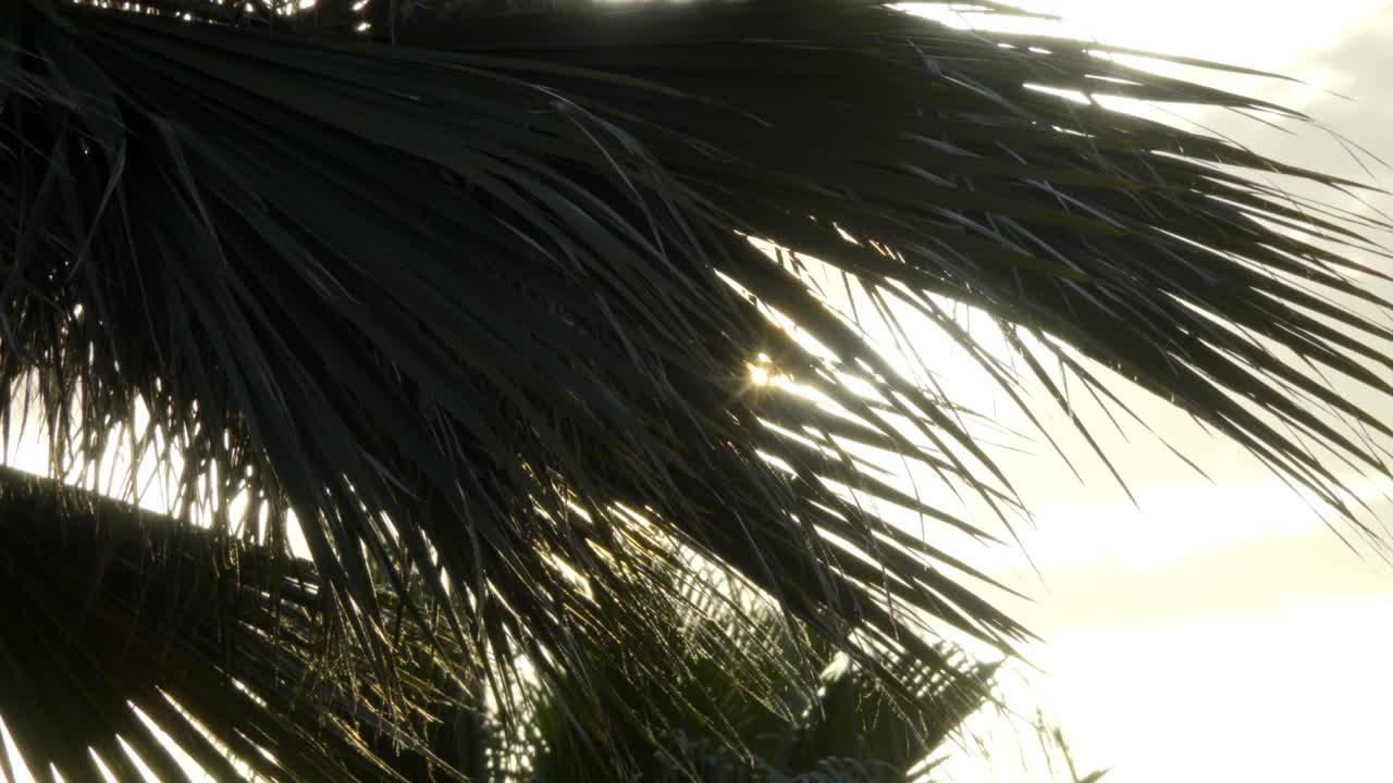 하늘을 배경으로 한 종려나무, 해가 지는 시점에 가지가 있는 나무, 여름 여행, 휴가 및 열대 개념.