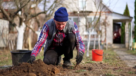 hard-working mature male farmer planting a little tree. man thumbing ground around the sprout.