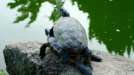 las tortugas se relajan y disfrutan del sol.