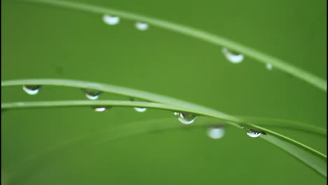 dew drops on grass