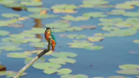 slow motion view of kingfisher in friesland netherlands perched over pond with lily pads in background showcasing bright orange underbelly