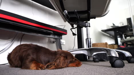 pequeño perro salchicha acostado debajo de la silla de la computadora viendo a alguien moverse por la habitación