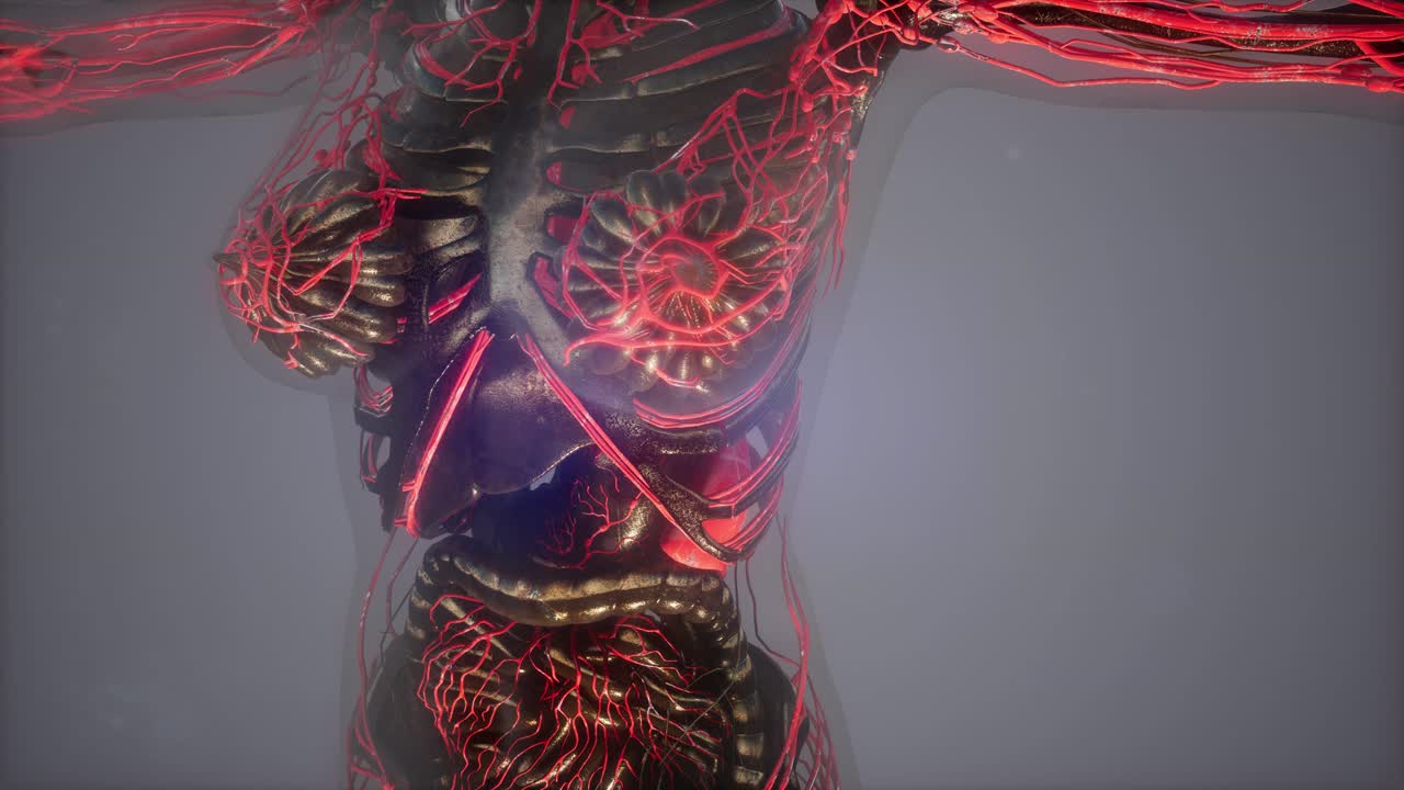 cuerpo humano con vasos sanguíneos brillantes