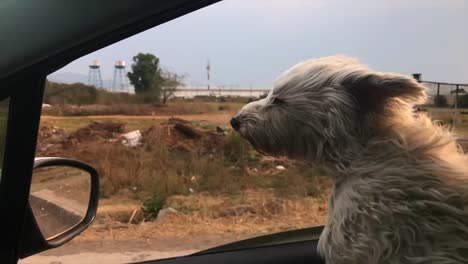 Perro-En-Cámara-Lenta-Ventana-Automática