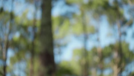 green forest treetops against blue sky in blurred pan right view