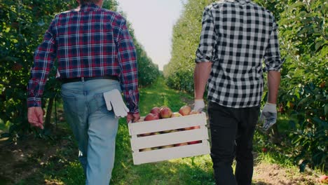 rear view of two men carrying a full crate of apples