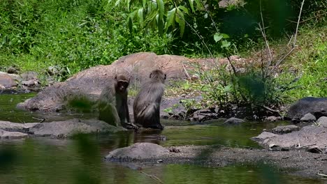 Los-Macacos-De-Cola-Larga-Son-Los-Monos-Más-Fáciles-De-Encontrar-En-Tailandia,-Ya-Que-Están-Presentes-En-Complejos-De-Templos,-Parques-Nacionales-E-Incluso-Pueblos-Y-Ciudades