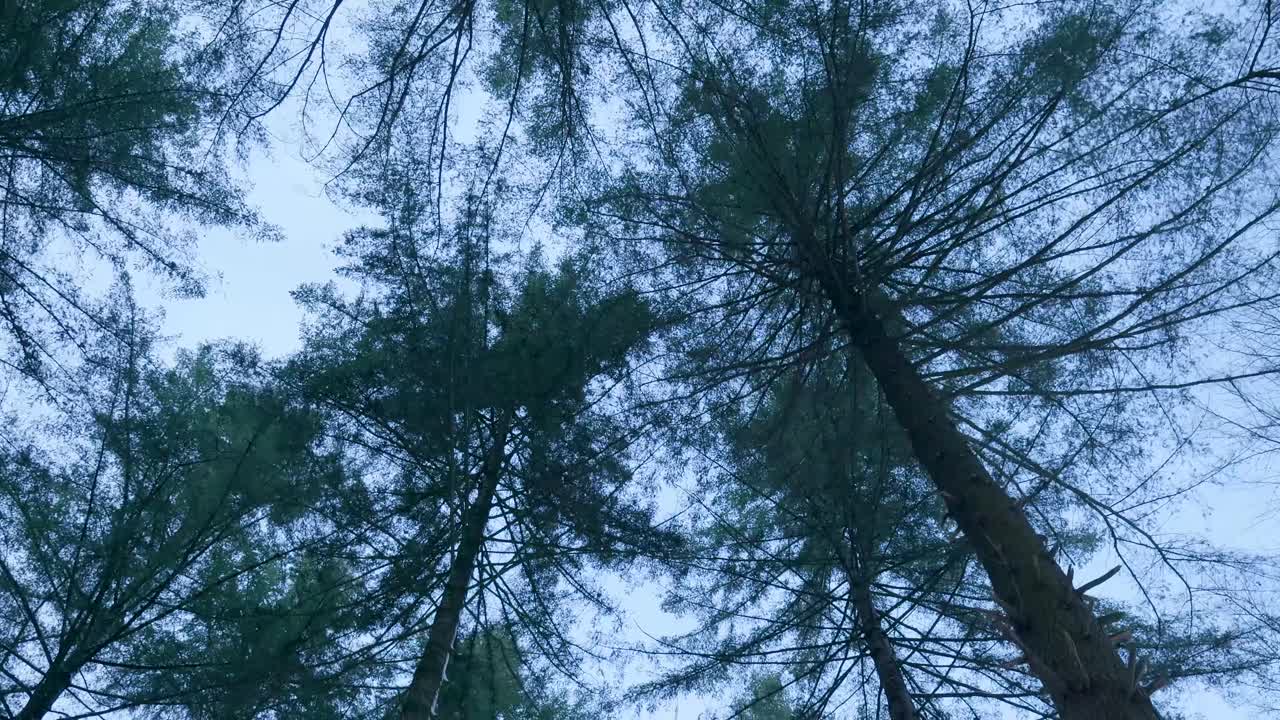Looking up at trees in the forest