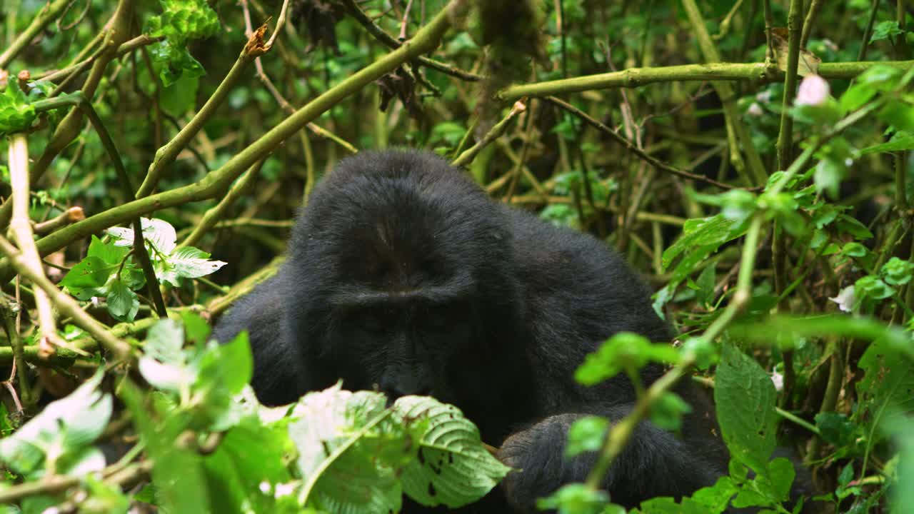 Enorme gorilla nero mangia insetti da un bastone in una foresta