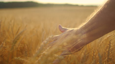 Close-up-in-slow-motion-a-male-farmer-touches-a-wheat-brush-in-a-field-in-the-sun