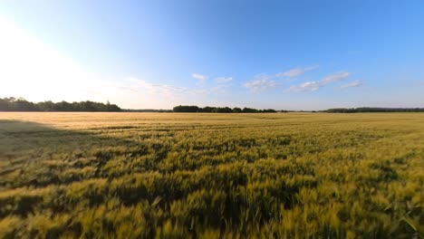 cereal agriculture crops field illuminated by sunrise