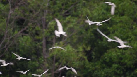 Terns-are-seabirds-that-can-be-found-all-throughout-the-world-at-sea,-rivers,-and-other-wider-bodies-of-water