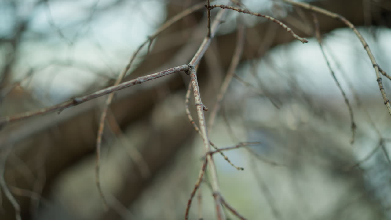 Close-up of intertwined bare tree branches with a blurred background, capturing the detailed textures and natural patterns of the branches