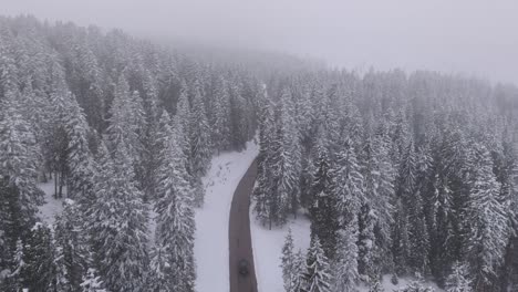 black car on passo lavaze between snow-covered fir trees in italy during icy winter day